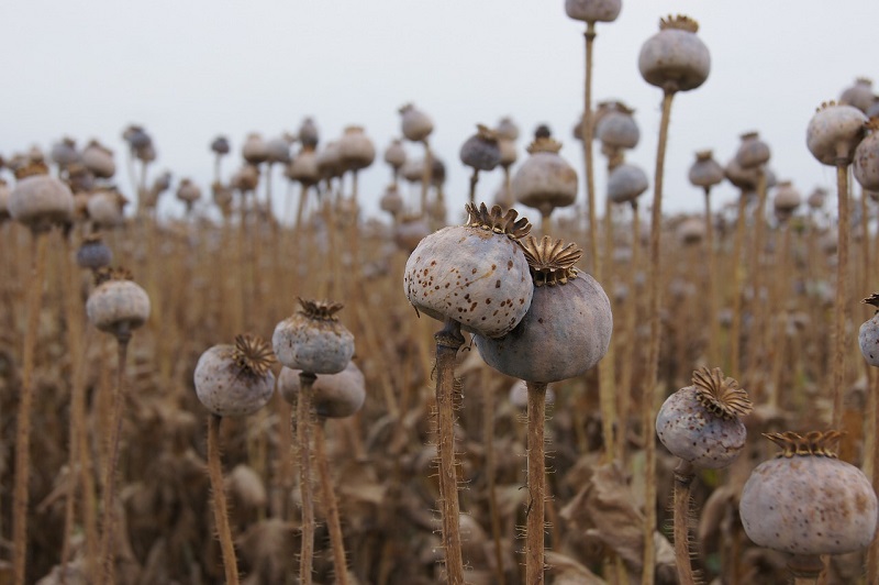 Czechs and their Poppy Seeds