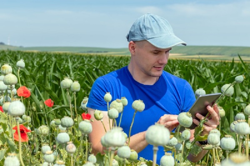 Czechs and their Poppy Seeds