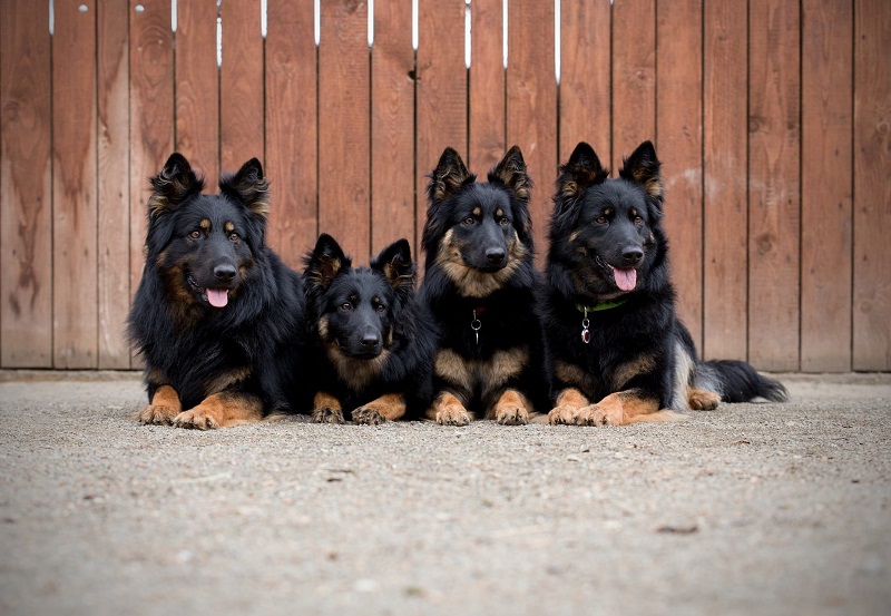 Dog Breeds of the Czech Republic