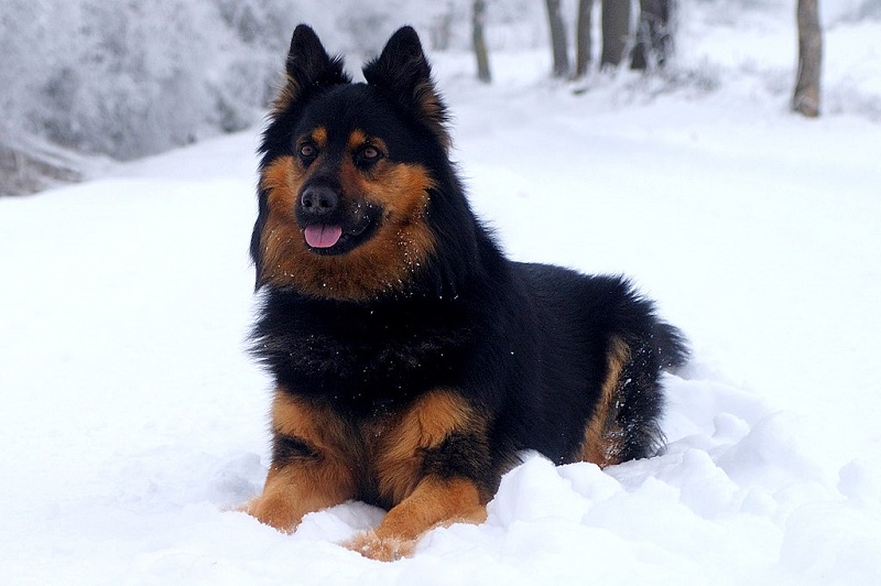 Dog Breeds from the Czech Republic