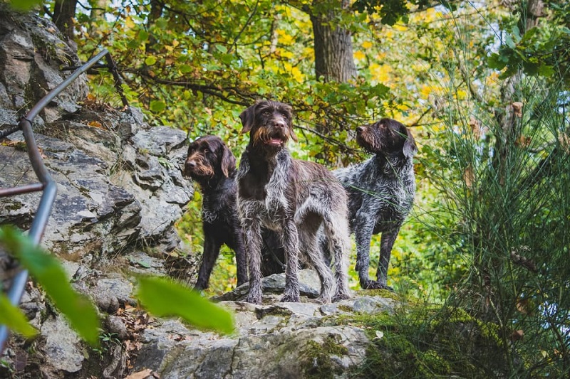 Dog Breeds of the Czech Republic