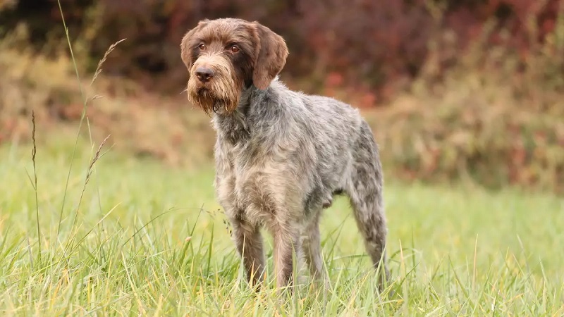 Dog Breeds from the Czech Republic