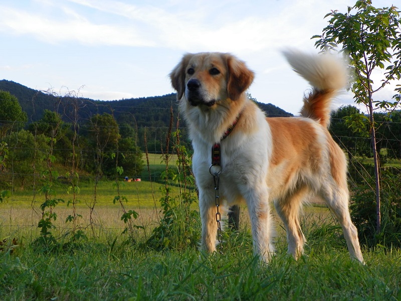 Dog Breeds from the Czech Republic