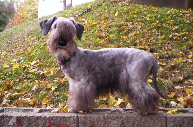 Dog Breeds from the Czech Republic