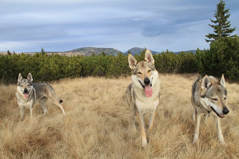 Dog Breeds from the Czech Republic