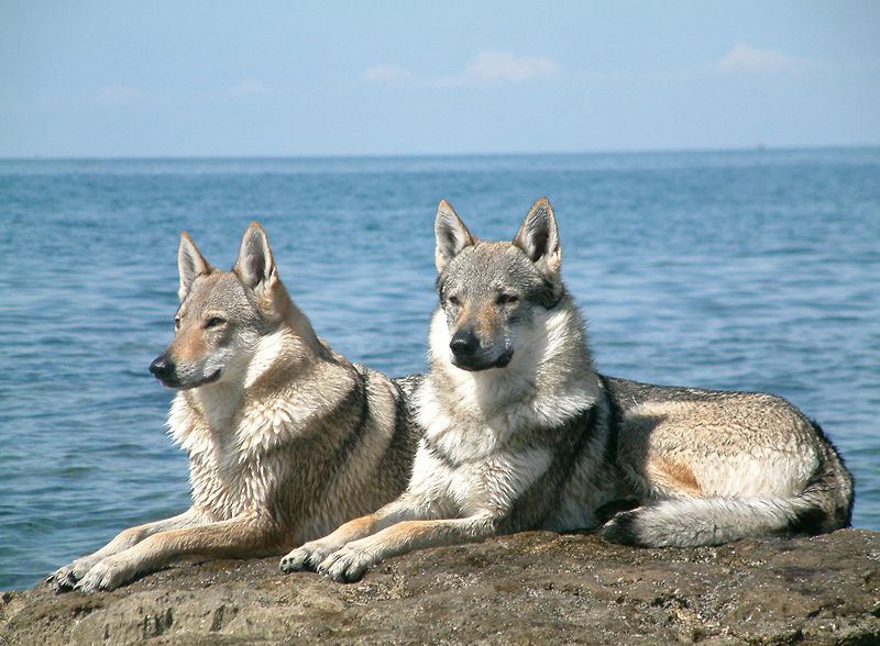 Dog Breeds from the Czech Republic