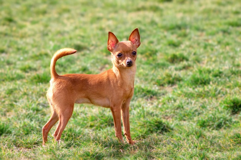 Dog Breeds from the Czech Republic