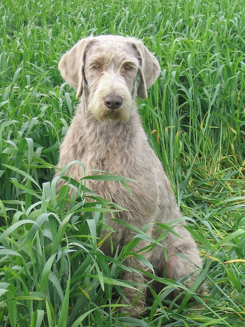 Dog Breeds from the Czech Republic