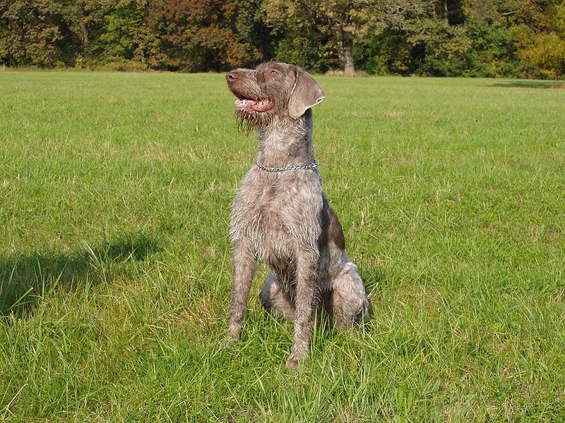 Dog Breeds from the Czech Republic