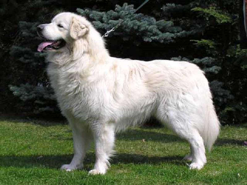 Dog Breeds from the Czech Republic