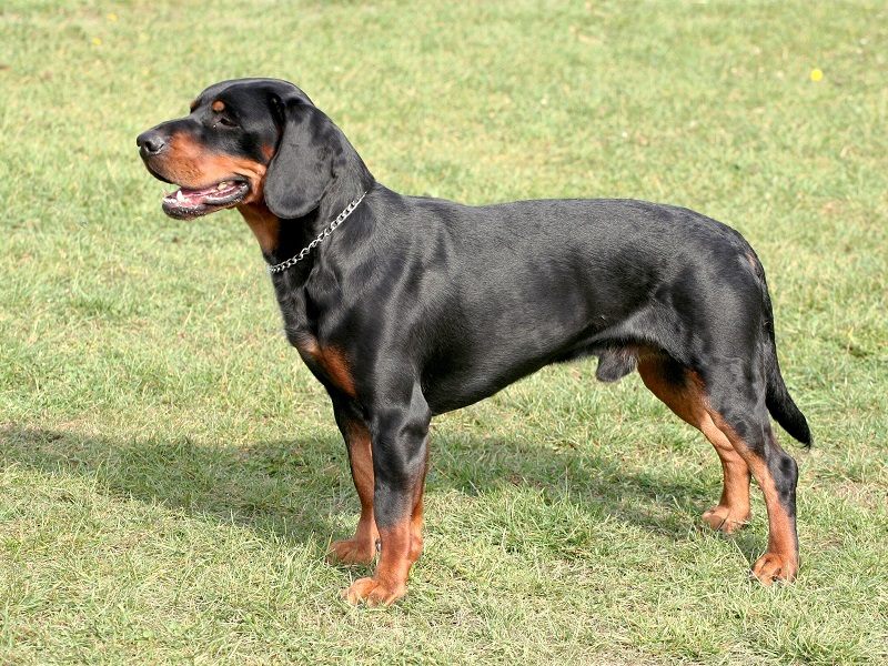 Dog Breeds from the Czech Republic