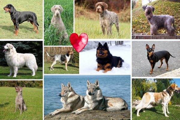 Dog Breeds of the Czech Republic