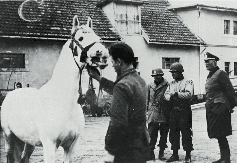 Perfect Horse - Lipizzaner Rescue from Hostau 