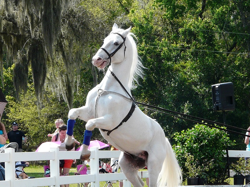 Perfect Horse - Lipizzaner Rescue from Hostau 