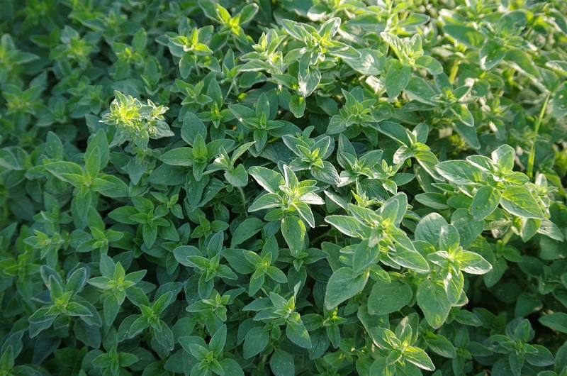 The Czech Love Affair with Marjoram