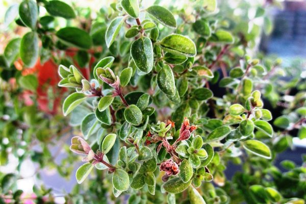 The Czech Love Affair with Marjoram