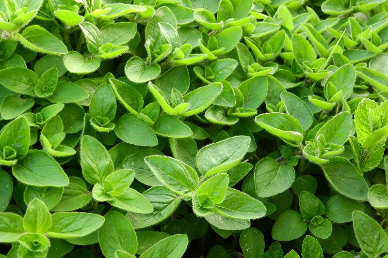 The Czech Love Affair with Marjoram