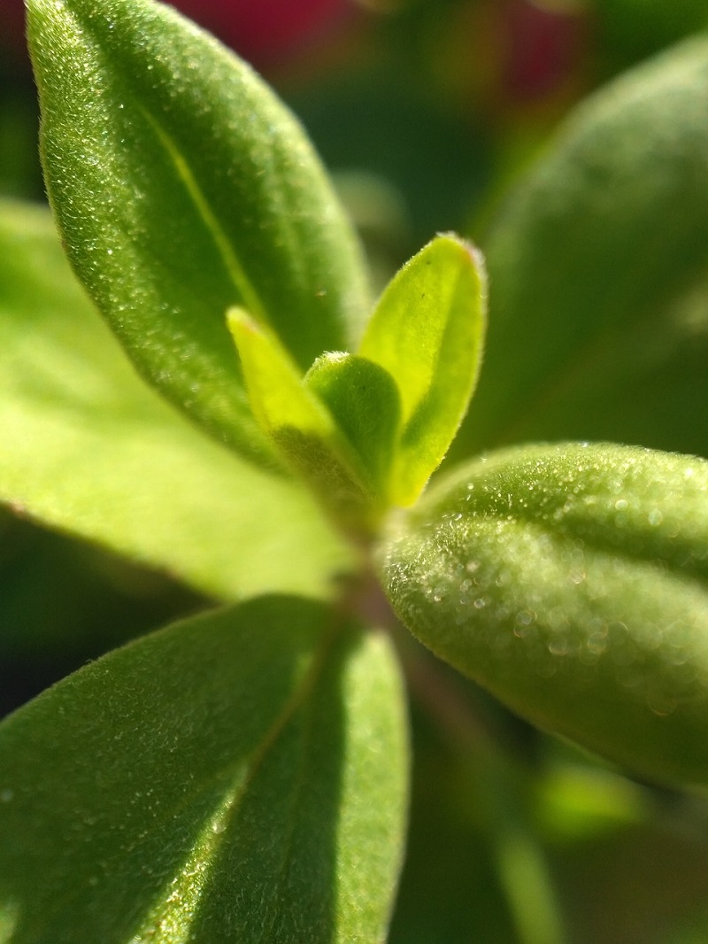 The Czech Love Affair with Marjoram